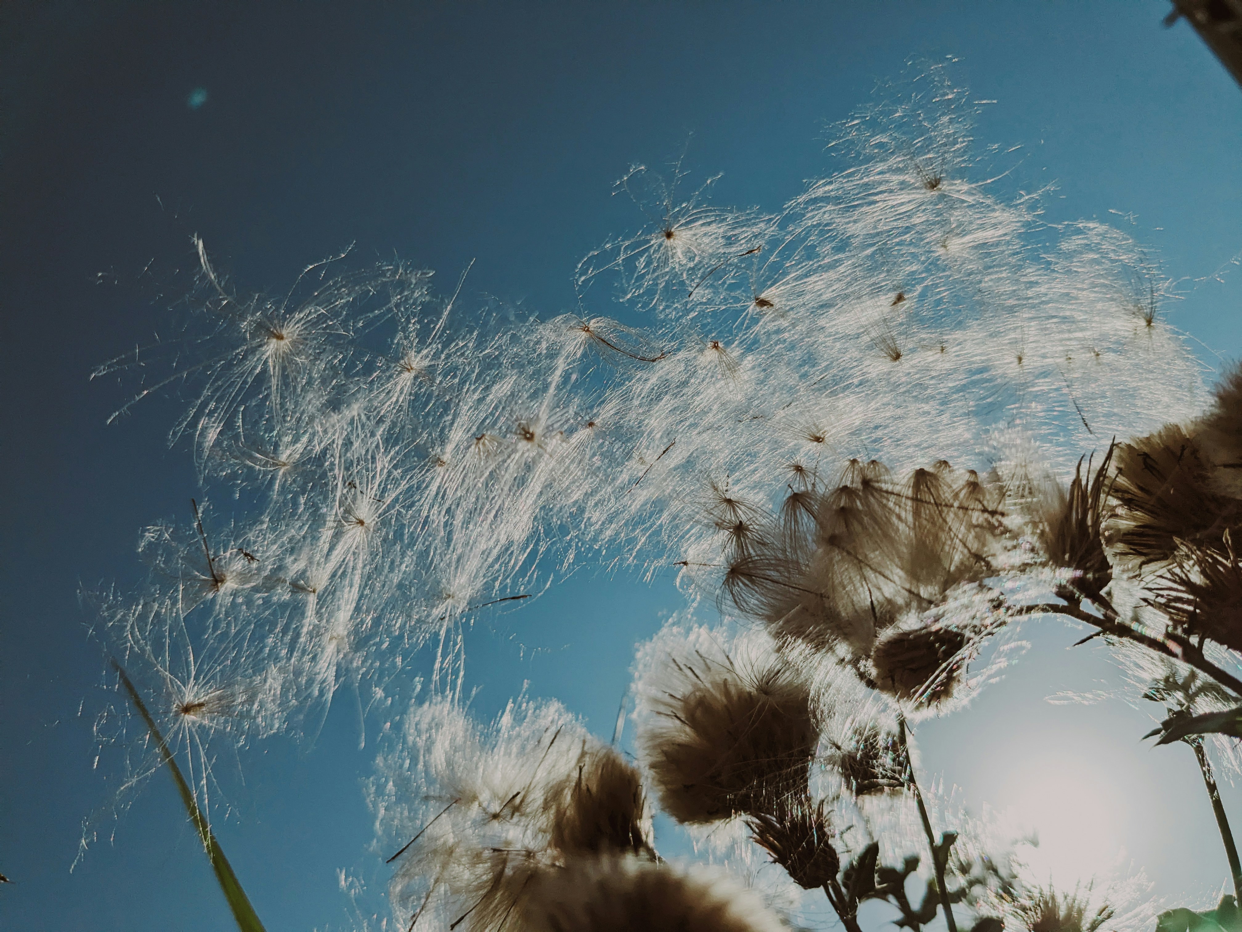 Dandelion seeds lifting into a clear blue sky, carried by the wind